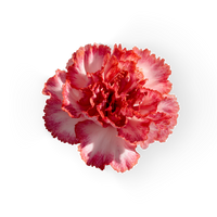 Carnation