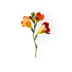 Freesia