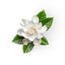Gardenia
