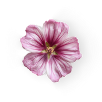 Musk Mallow