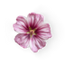 Musk Mallow