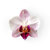Orchid