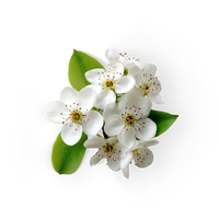 Pear Blossom